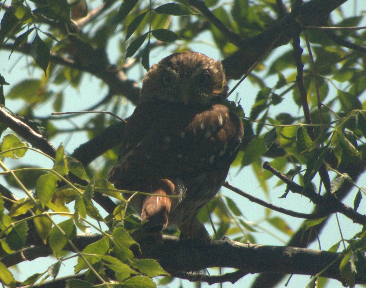 Ferruginous Pygmy-Owl - ML616386690