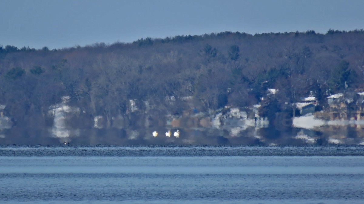 American White Pelican - ML616386705