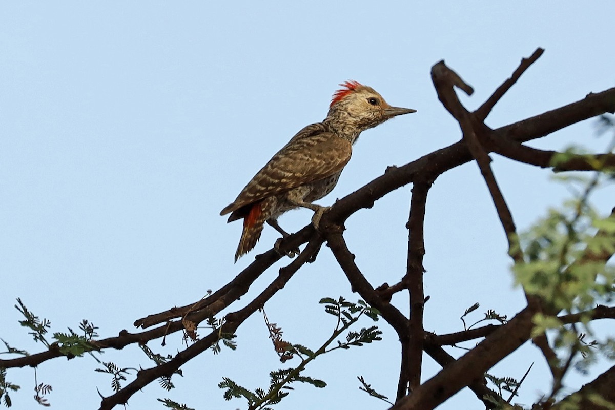 Little Gray Woodpecker - Richard Baxter