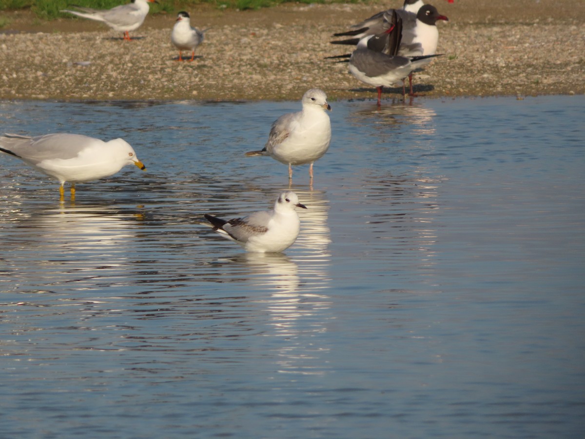 Bonaparte's Gull - ML616386832