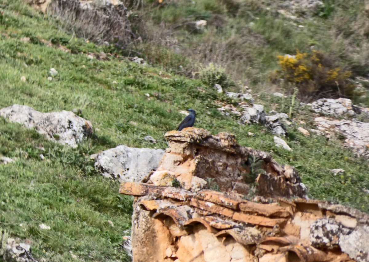 Blue Rock-Thrush - ML616386837