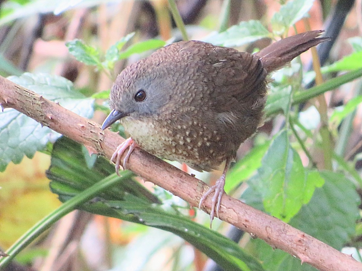 Naga Wren-Babbler - ML616386838