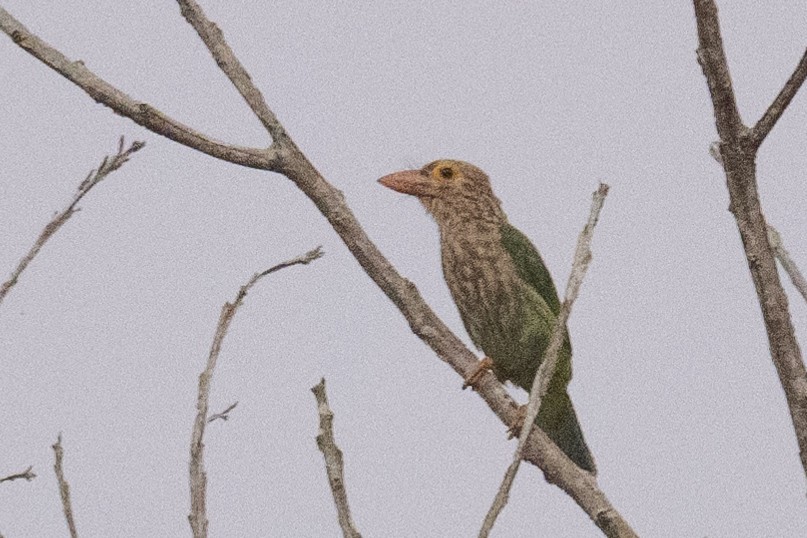 Lineated Barbet - ML616386856