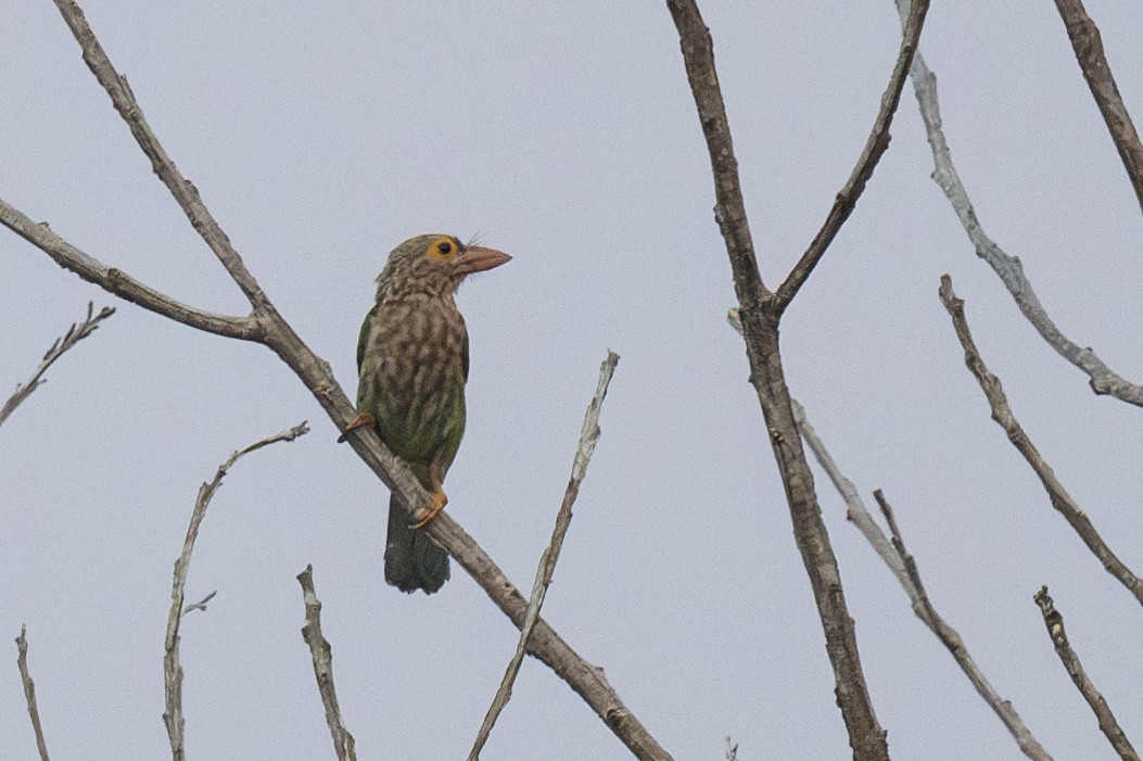 Lineated Barbet - ML616386857