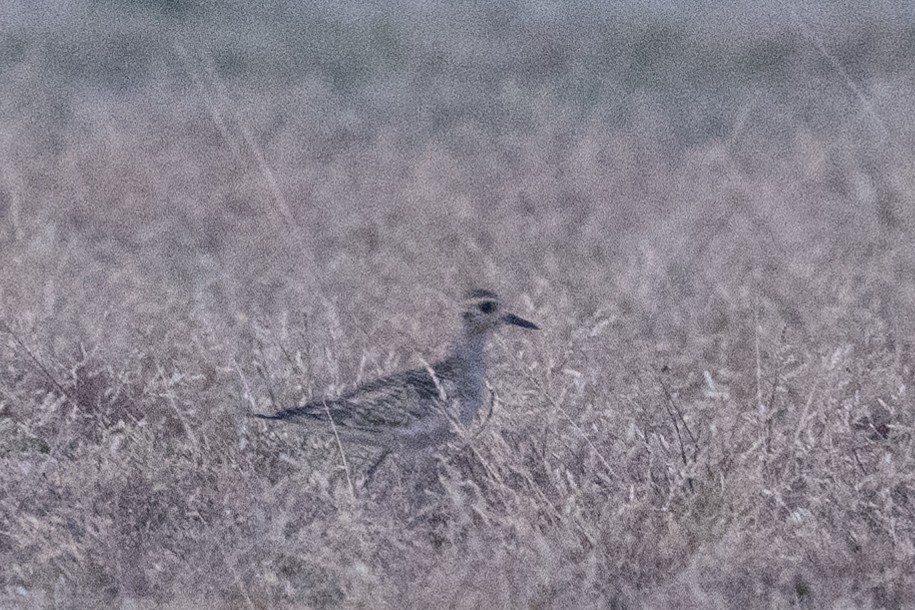 Pacific Golden-Plover - ML616386864