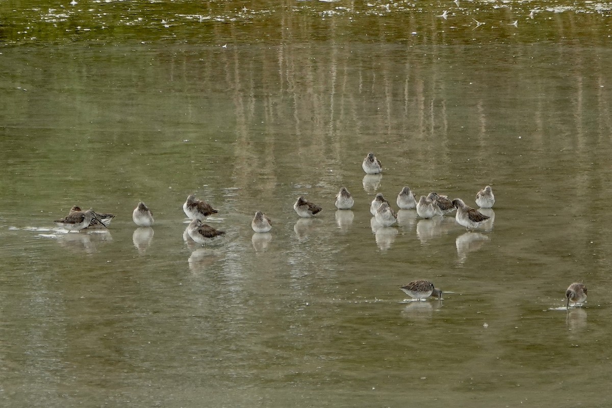 Long-billed Dowitcher - Sara Griffith