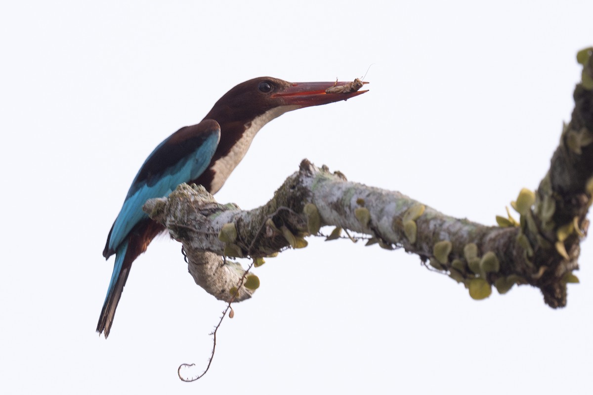 White-throated Kingfisher - ML616386869