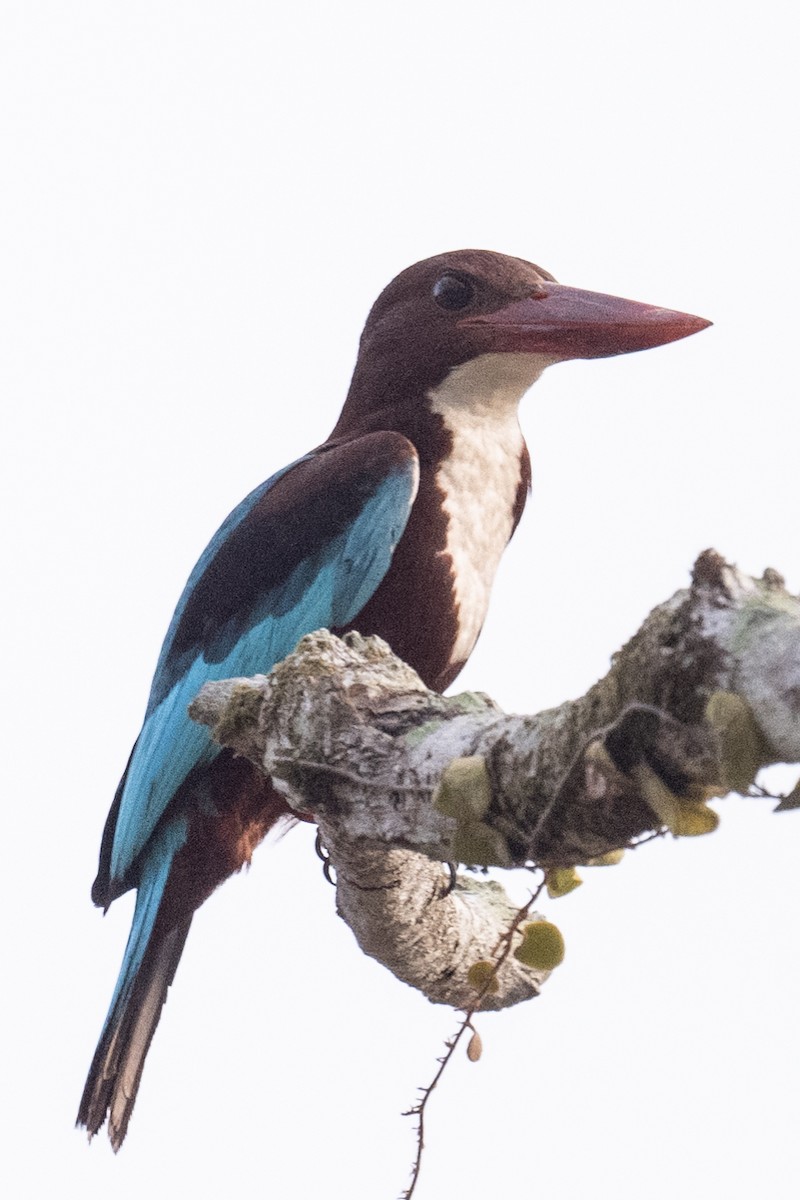 White-throated Kingfisher - ML616386871