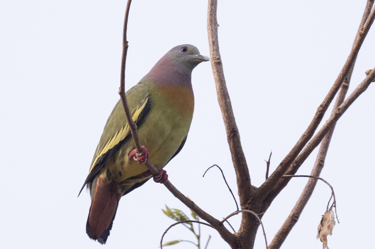 Pink-necked Green-Pigeon - ML616386875