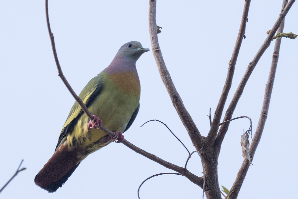 Pink-necked Green-Pigeon - ML616386876