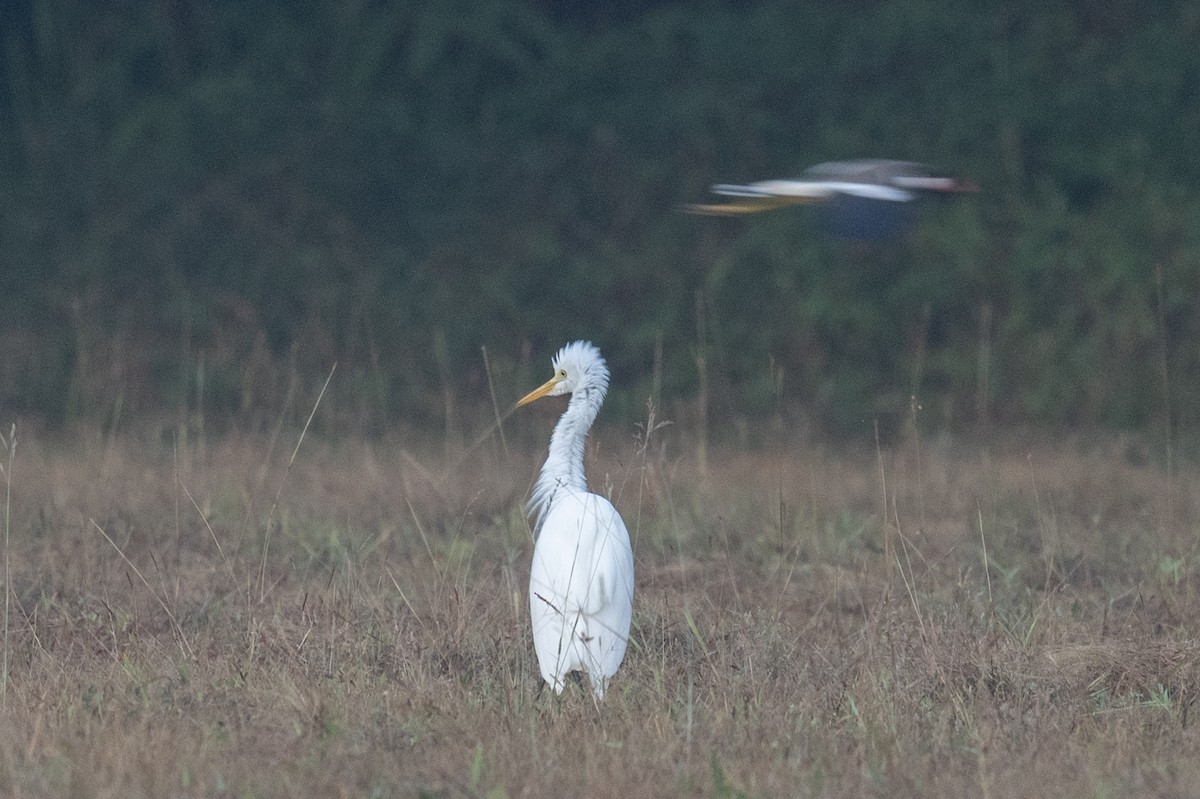 Medium Egret - ML616386897