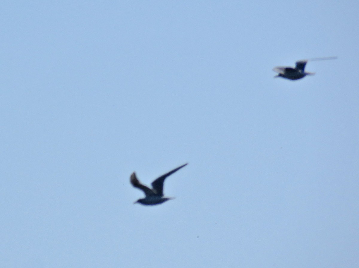 Bonaparte's Gull - ML616386898