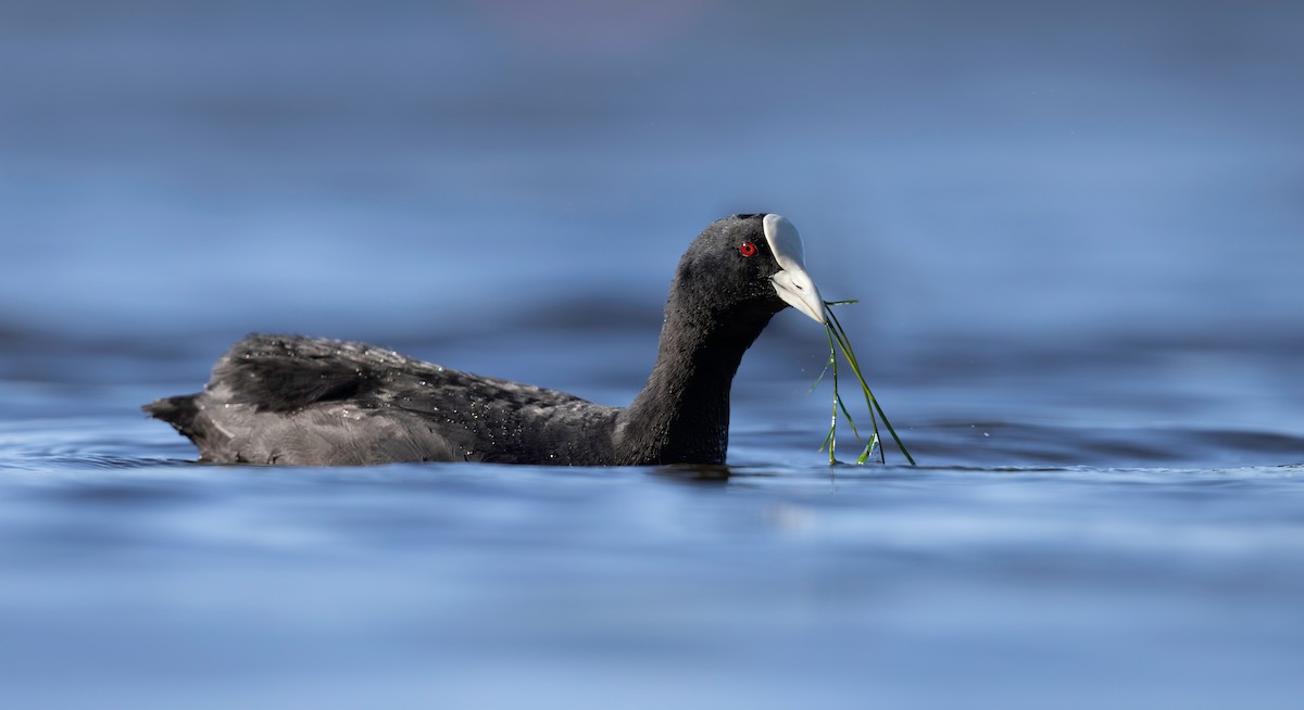Eurasian Coot - ML616386923