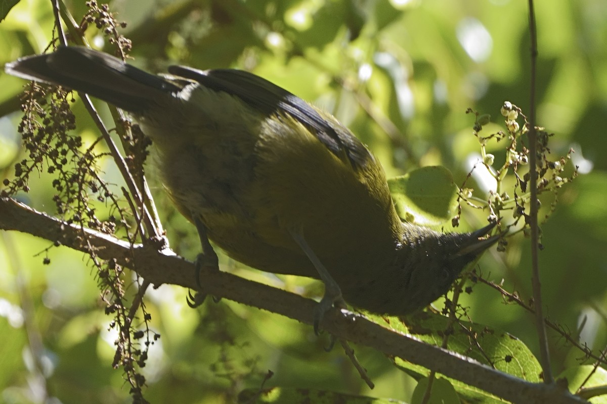 New Zealand Bellbird - Howard Haysom