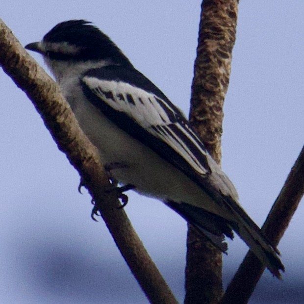 Pied Triller - Lawrence Haselmaier