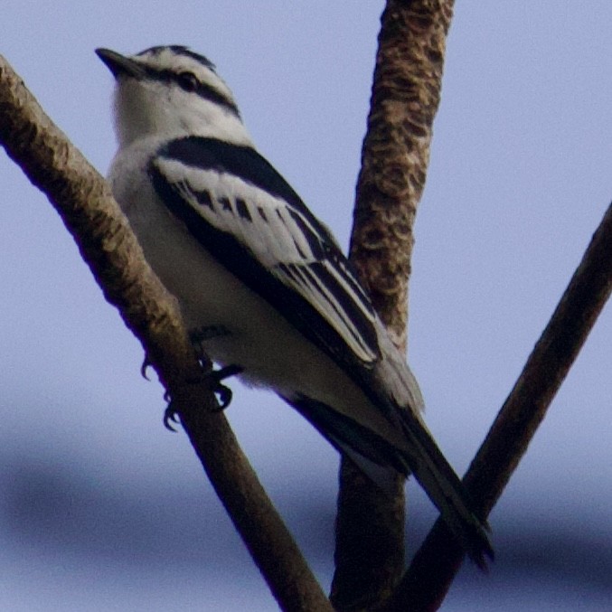 Pied Triller - Lawrence Haselmaier