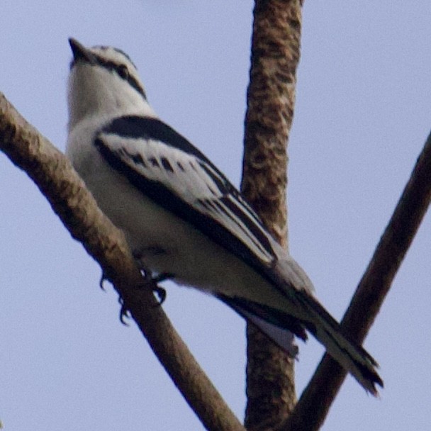 Pied Triller - Lawrence Haselmaier