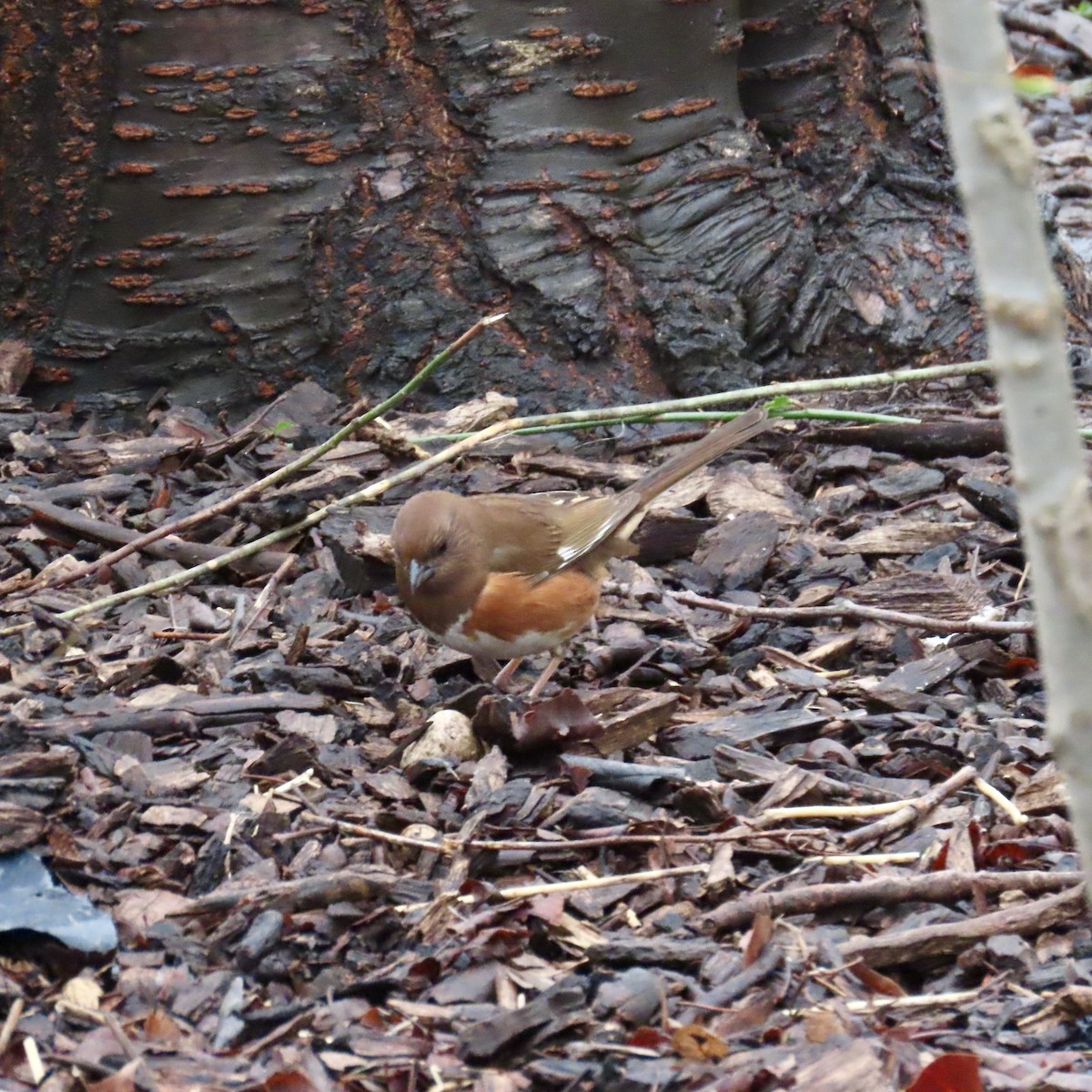 Eastern Towhee - ML616386964