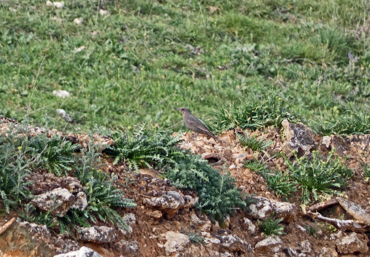 Blue Rock-Thrush - Francisco Javier Calvo lesmes