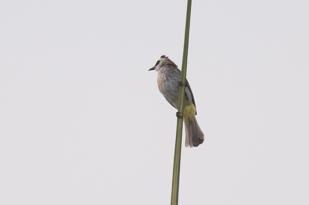 Yellow-browed Warbler - ML616386975