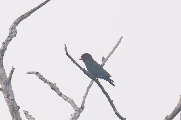 Dollarbird - ML616387002