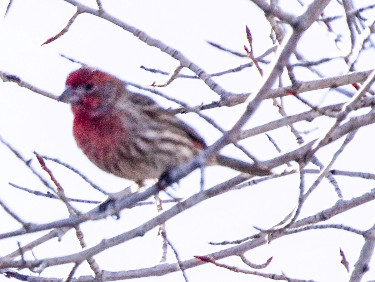 finch sp. - ML616387043