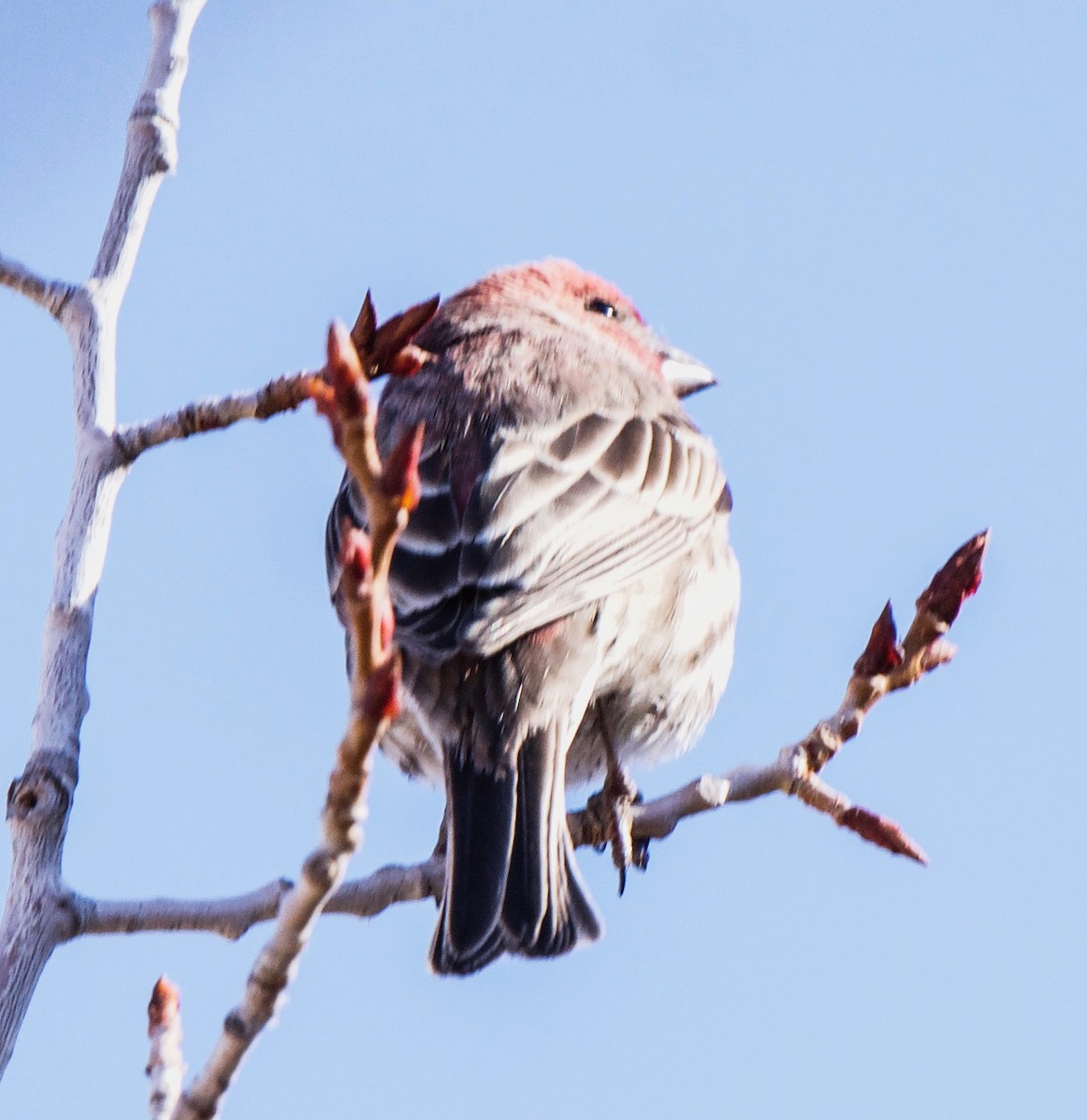 finch sp. - ML616387044