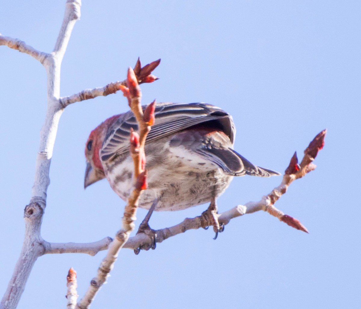 finch sp. - ML616387045