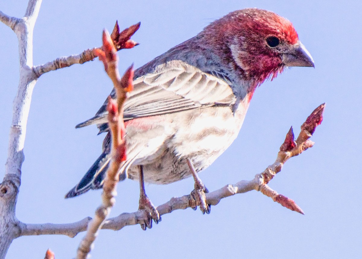 finch sp. - ML616387046