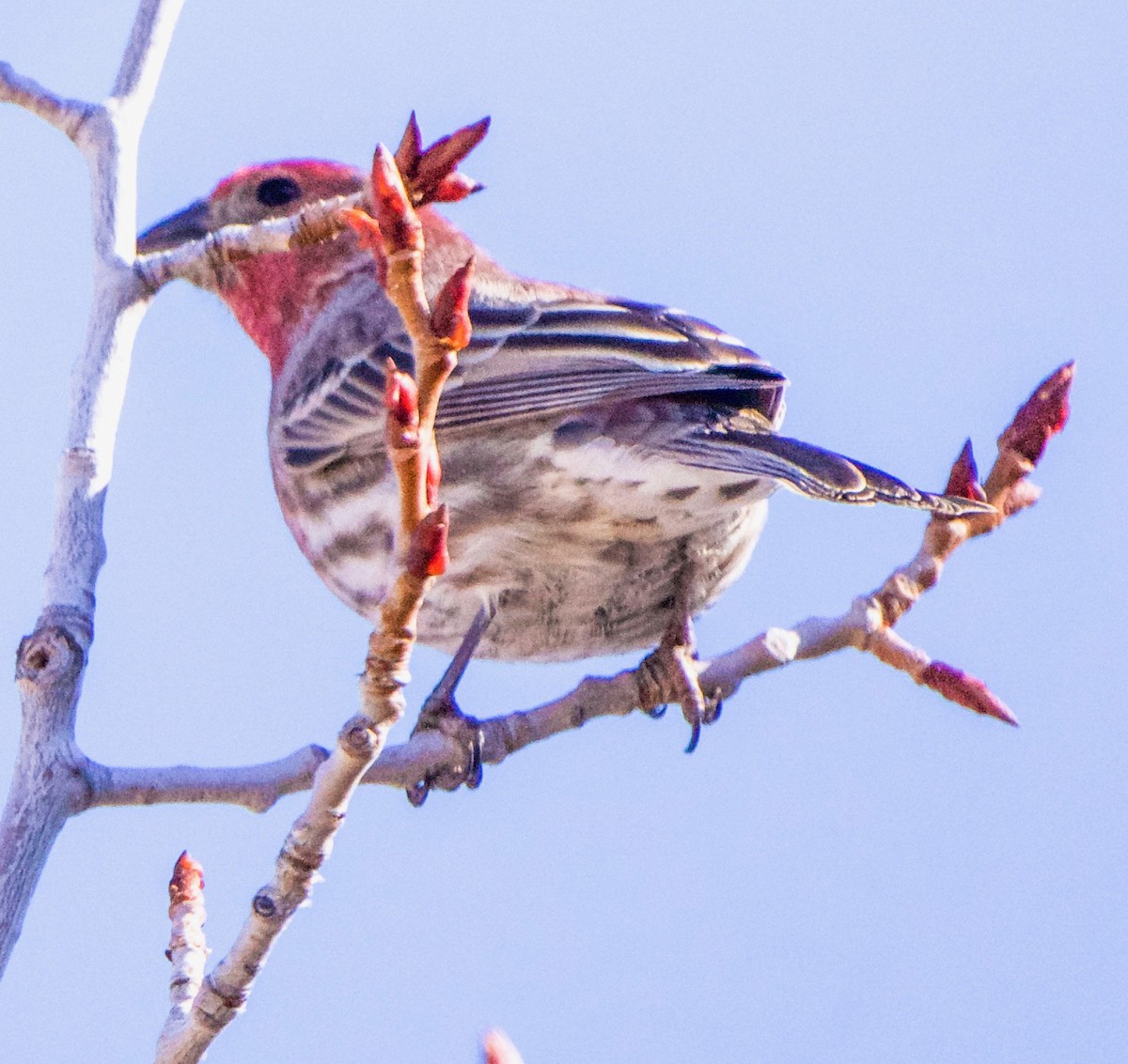 finch sp. - ML616387047