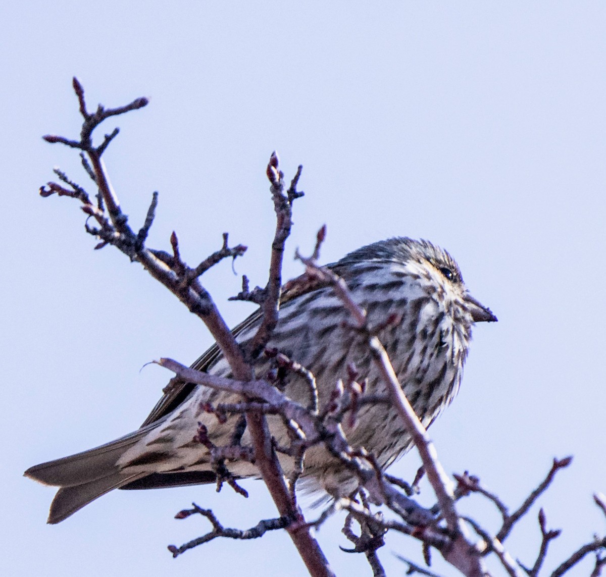 finch sp. - ML616387048