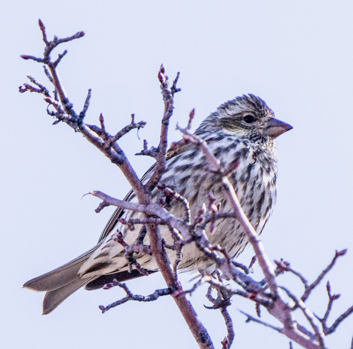 finch sp. - ML616387049