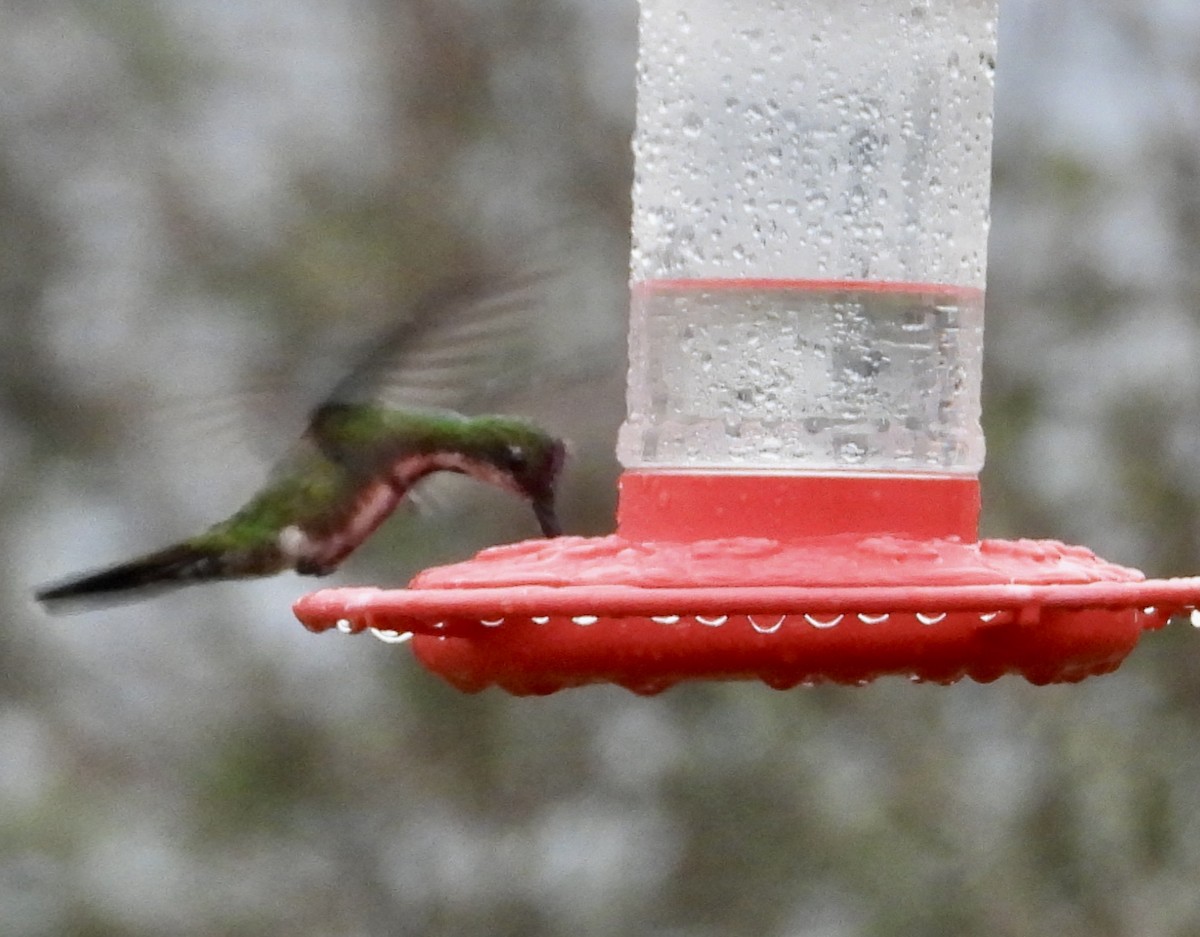 Green-breasted Mango - ML616387064