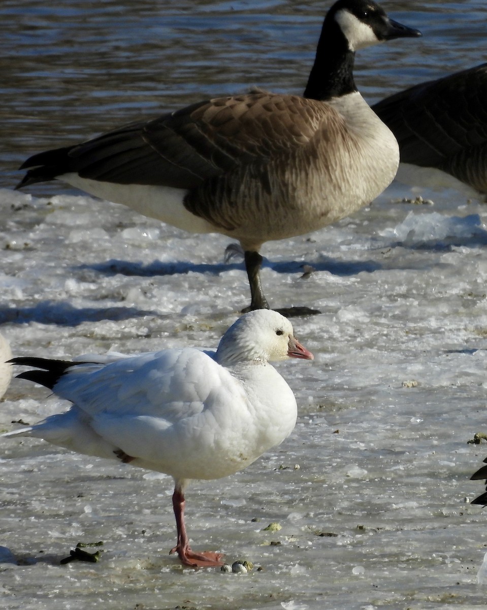 Ross's Goose - ML616387068