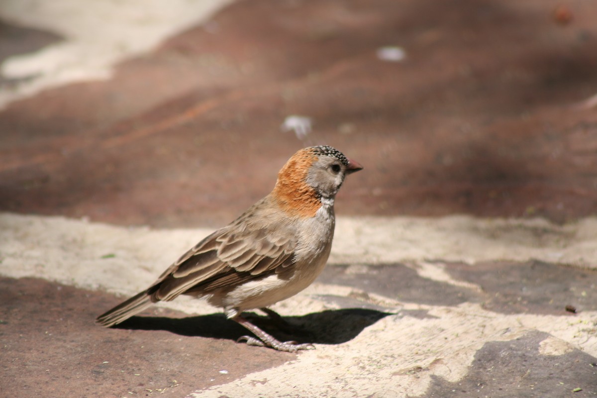 Speckle-fronted Weaver - ML616387091
