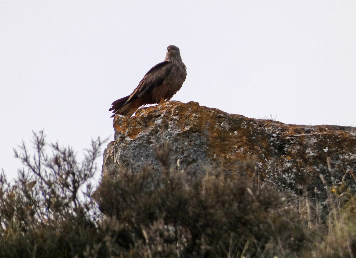 Black Kite - Francisco Javier Calvo lesmes