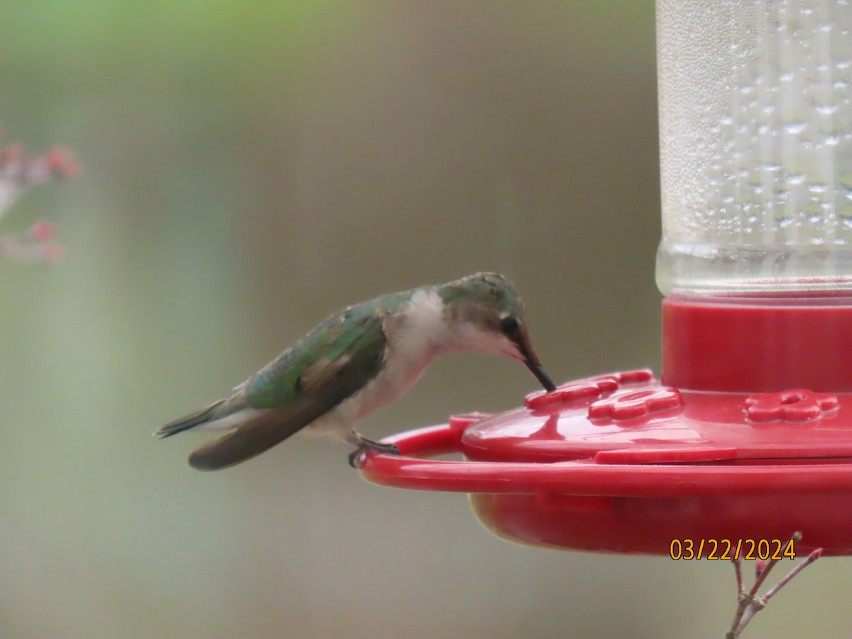 Ruby-throated Hummingbird - ML616387260