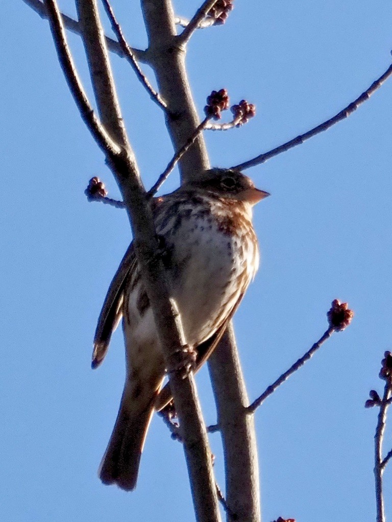 Fox Sparrow - ML616387265