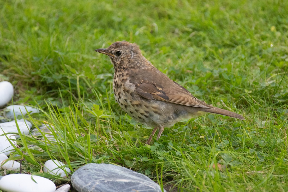 Song Thrush - ML616387269