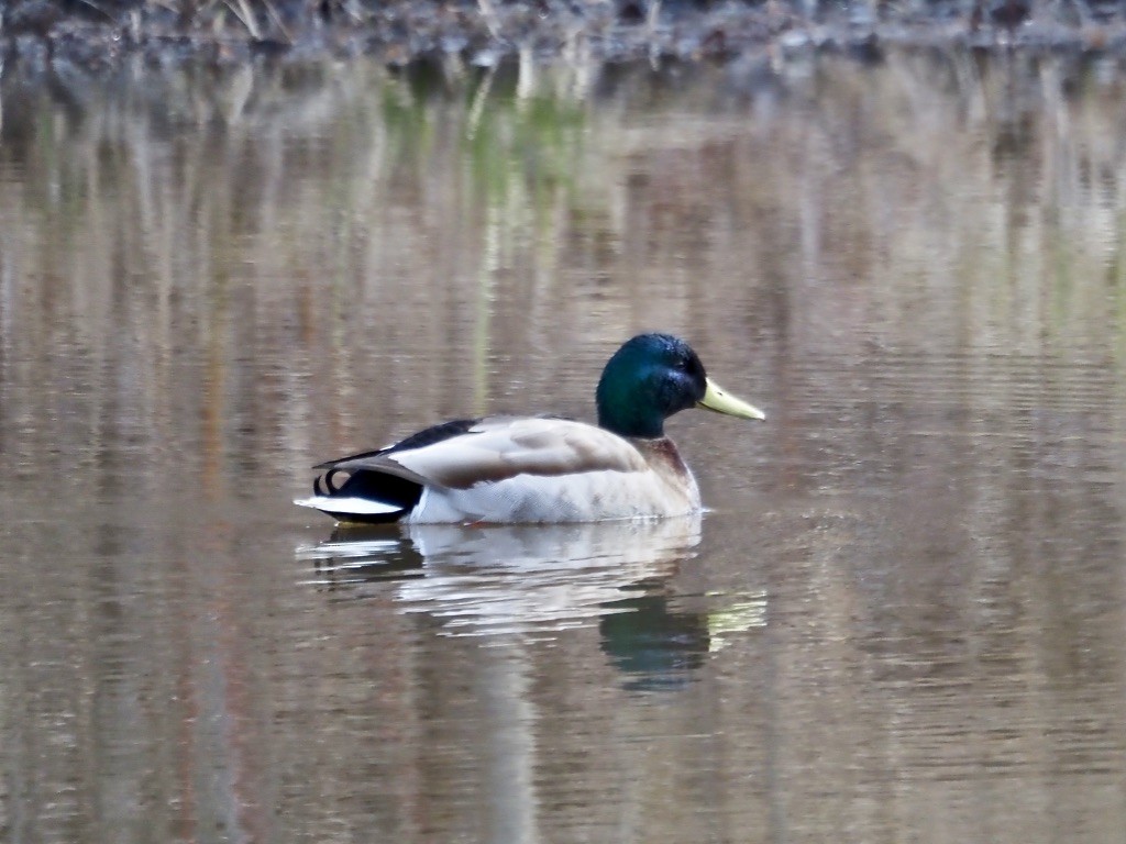 Mallard - Harlee Strauss