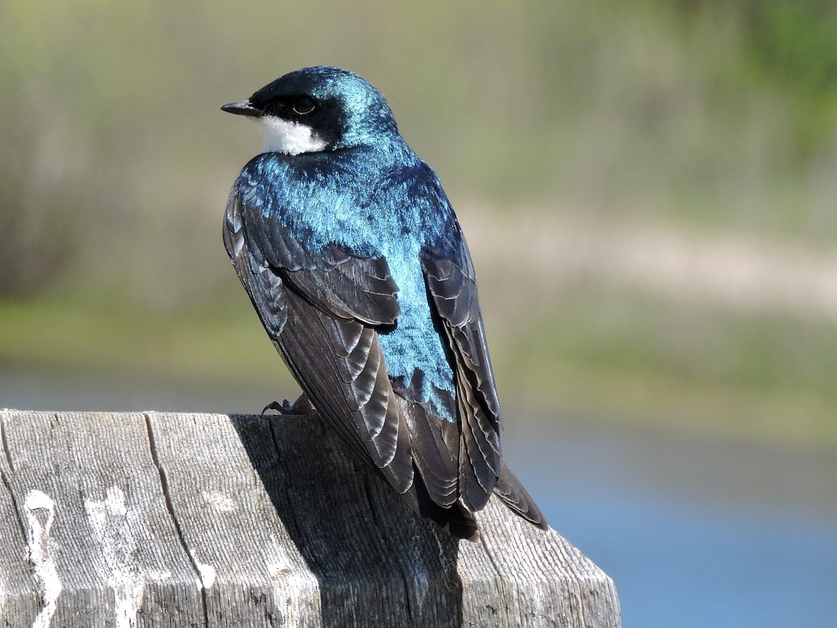 Tree Swallow - ML616387300