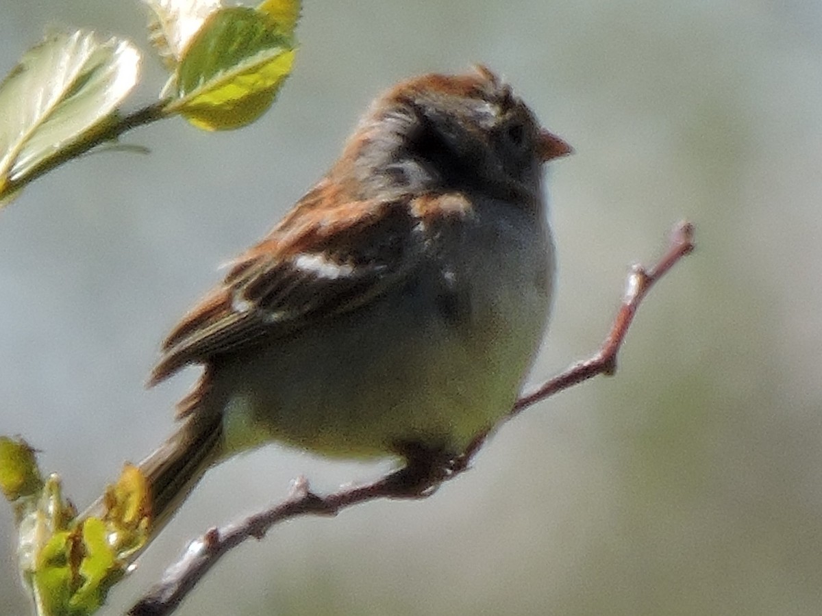 Field Sparrow - ML616387303