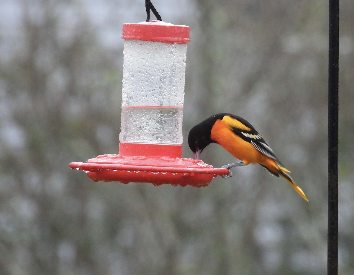 Oriole de Baltimore - ML616387408