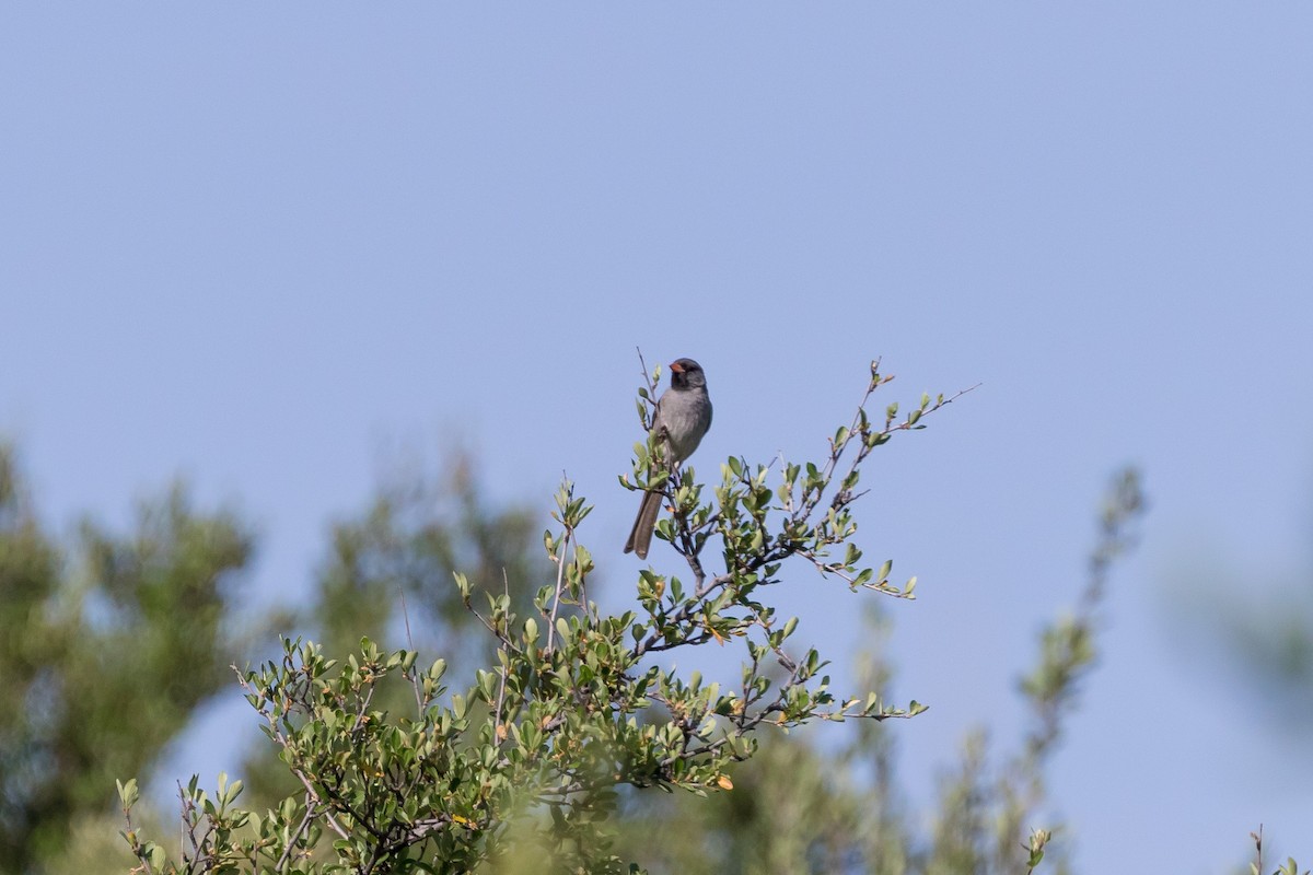 Black-chinned Sparrow - ML61638741