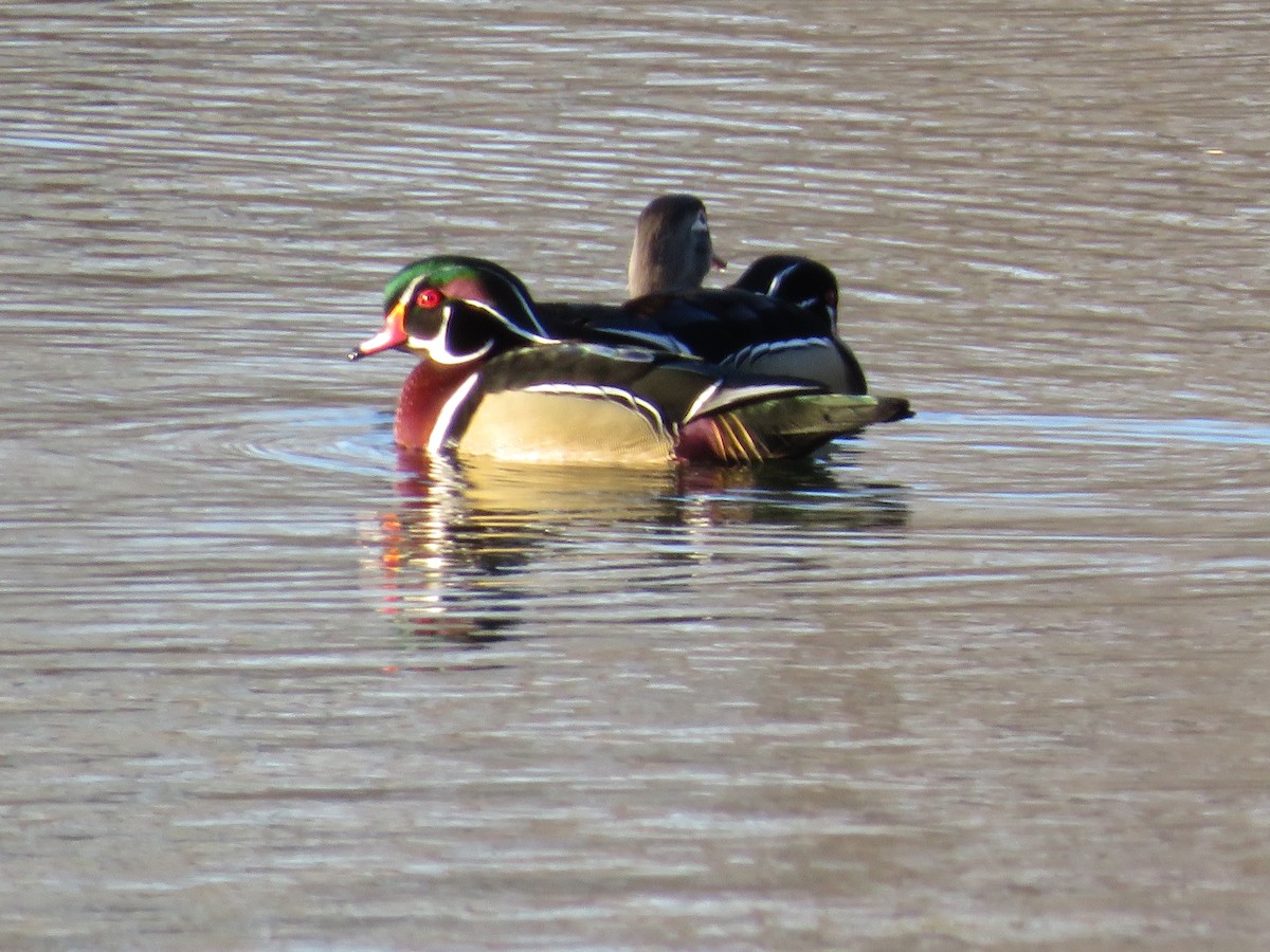 Wood Duck - Cindy Rein