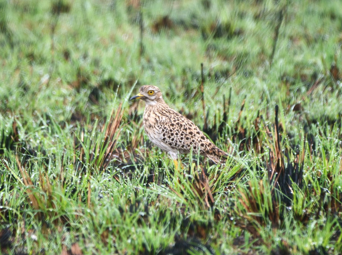 Spotted Thick-knee - ML616387452