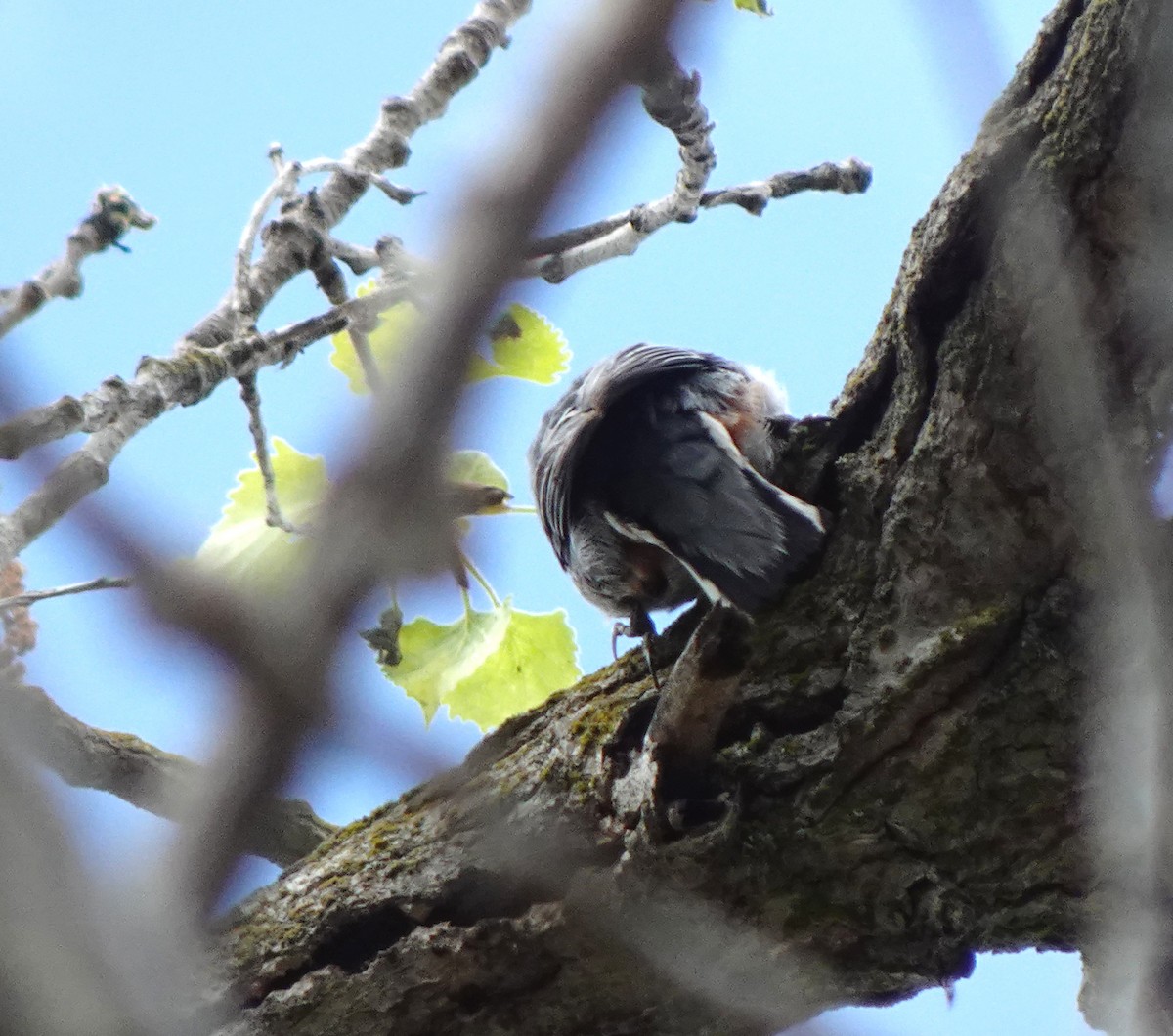 White-breasted Nuthatch - ML616387478