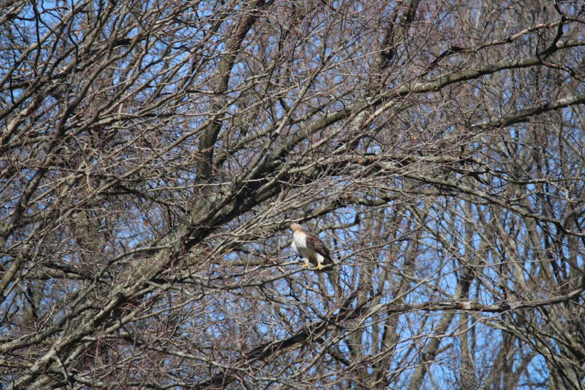Red-tailed Hawk - ML616387480