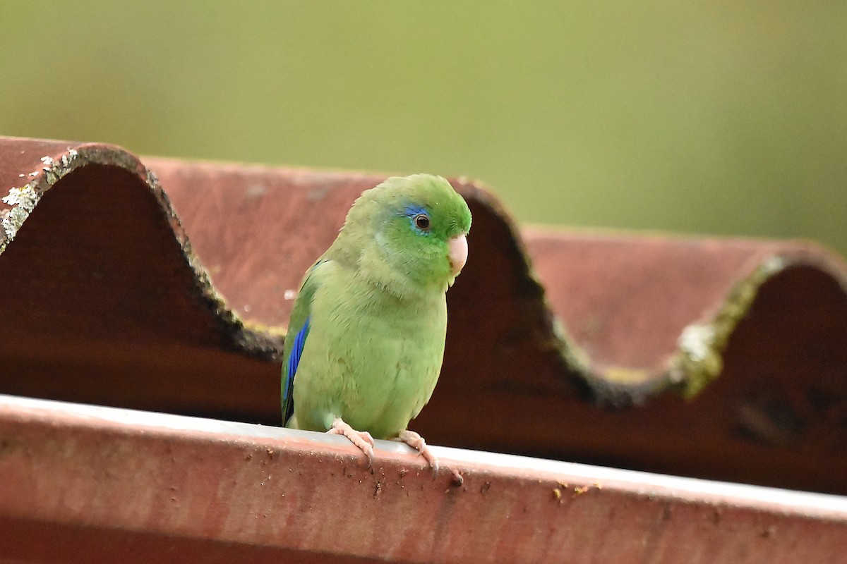 Spectacled Parrotlet - ML616387539