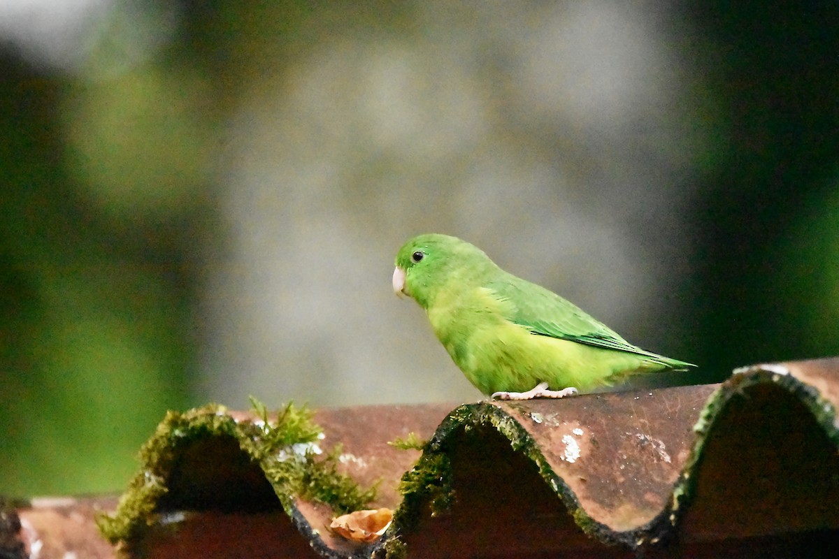Spectacled Parrotlet - ML616387540